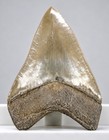 5  Megalodon Shark Tooth Real Fossil - Ultra Serrated - Geogia  Usa - No Resto 