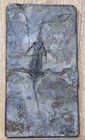 Keichousaurus Hui Fossil Skeleton Triassic Guizhou Province Ships From Usa