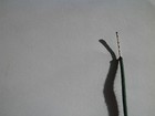 1920 s Emerald Green Radio Loop Antenna Wire  Deforest And More  20awg  100ft