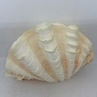 Vintage Fluted Giant Tridacna Ruffled Clam Natural Decorative Sea Shell
