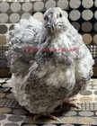 30 Coturnix Quail Hatching Eggs W rare Colors Mix Npip With Silver  Black  Blau 