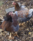Last Month Available  8 Eggs Bbs Blue Laced Red Wyandotte  Blu blk splash Laced