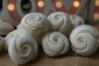 50 Shell 2 Inch Dia  Diffuser Flowers Sola Balsa Wood Wholesale Bouquet 