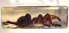 2 9  Real Tarantula Selenocosmia Huwena Spider In Clear Lucite Resin Paperweight