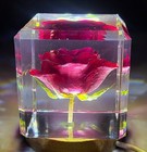 2 4  Real Red Rose In Lucite Cube June Birth Month Flower  Mother s Day Gift