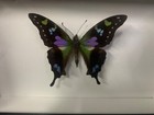 Real Framed Butterfly Taxidermy Insect Artwork Wall Hanging Decor Dark Art