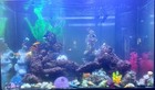 150 Gallon Aquarium With Cabinet 