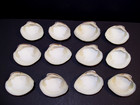 Clam Shell Lot   12  Topneck Medium Size  Crafts Paint Decor Art Decoupage Epoxy
