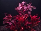 Ludwigia 5-stem Pack - Live Aquatic Plants - Stem Plants