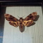 Framed Death s Head Hawk Moth Specimen Shadow Box Display Vietnam