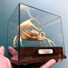 Crab Specimen Real Vietorintalia Rubrum  Museum-quality Taxidermy   Display Box