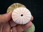 Sea Urchin Sampler  Natural Pink sputnik  Green And Alfonso Nautical Beach Decor