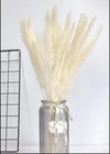 15pcs Natural Dried Pampas Grass 24 In  Reed Flower Wedding Bouquet Home Decors