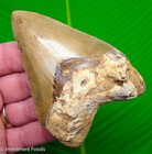 Megalodon Shark Tooth 4 20    Real Fossil Xl Big Orange   Serrated