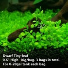 Fresh Water Live Plant See Ds For Aquarium And Fish Tank Aquatic Plant Decor    