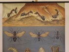 Young Koch Quentell Animal Picture Red Wood Ant 1965 School Wall Picture 83x113