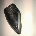 4    Megalodon Shark Tooth Rare Fossil Teeth Kids Gift Present Ocean Nc