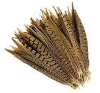 Pack Of 10 Ringneck Pheasant Tail Feathers 10-12  Length Good Quality Sanitized