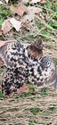 Npip ai 12  extras Xxl Jumbo Coturnix Quail Celadon  Rarest Colors Hatching Eggs