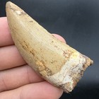 Charcharodontosaurus Fossil Dinosaur Tooth For Sale 2 44    Morocco