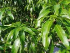 25 Fresh Wild Mango Leaves 100  Organic No Pesticides Used