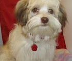 Paw Print Pet Id Tag Custom Diamond Engraved Dog Tag Cat Aluminum 