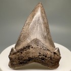 Killer Quality Razor-sharp 1 97  Fossil Angustidens Tooth - Oligocene   Sc