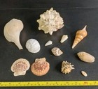 Lot Of 11 Mixed Sea Shells Natural Ocean Beach Decor Craft Collection Coastal