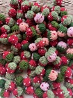 20 Handmade Crochet Mini Strawberry Plush Small 1 Inch