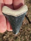2-1 8  Megalodon Shark Tooth Fossil Teeth Florida Bone Valley Bv Rare White Root