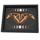 Real Framed Snakehead Moth Moon Phases Attacus Atlas Verso Taxidermy Display