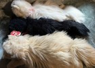 Ty Plush Cats Licorice  Angel  Peaches 2nd Gen 1987 Korea