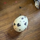 40  quail Eggs Many Different Types Of Quail 