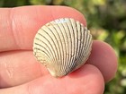 Texas Fossil Bivalve Venericardia Rotunda Eocene Age Shell Both Valves