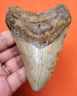 Megalodon Shark Tooth - Real Fossil - 3 86    - Shark Teeth Meg - No Restorations