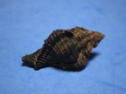 Chicoreus Capucinus  lamarck  1822   coffee Murex    44 2mm 