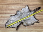 Very Small Tanned Raccoon Hide   0016811 Row A-15