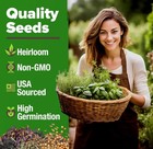Herb Seeds For Planting 15pack Massive Seed Count 5 100  Seeds Nongmo Heirloo   