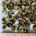 Datura Inoxia Small Seed Pods Capsule Dried Moonflower Thornapple Floral Crafts 