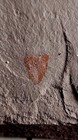 Rare Middle Cambrian Sponge Fossil     Diagoniella Hindei     Marjum Shale  Utah