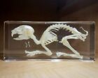 Rabbit Skeleton In Resin  Real Rabbit Skull  Lucite  Oddities  Lepus Timidus