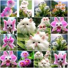 100pcs Se Eds Cute Cat Face Orchid Se Edsbonsai Flowers For Home Garden