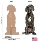 Great Dane Dog Larger Than Lifesize Cardboard Standup Standee Cutout Figure Prop