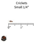 Live Crickets Size  Sm  Md  Lg Qty 100 -1000 Usps fedex Includes Heat Pack
