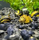 3 Horned Nerite Snails  clithon Donovani  Freshwater Snails