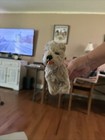 Vintage Steiff Tessie 5 5  Tall Mohair Grey Schnauzer Dog 