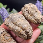 Trilobite Fossil Specimen