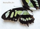 Real Peruvian Malachite Siproeta Stelenes Butterfly Framed Entomology Shadowbox