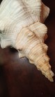 Giant Xl Natural Horse Conch Shell Huge Seashell 15  X 7  Triplofusus Giganteus 