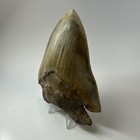 Megalodon Shark Tooth 5 10 Inch - Serrated - Unique Fossil - Real Teeth 20258